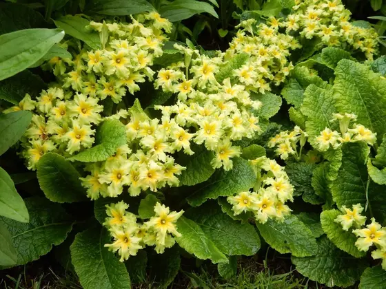 見たことない種類のお花がたくさん！