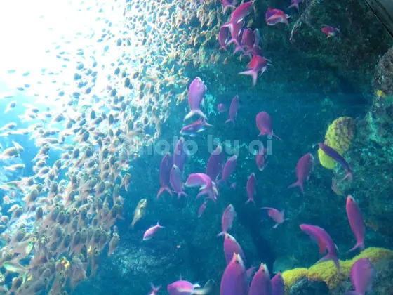 環境水族館