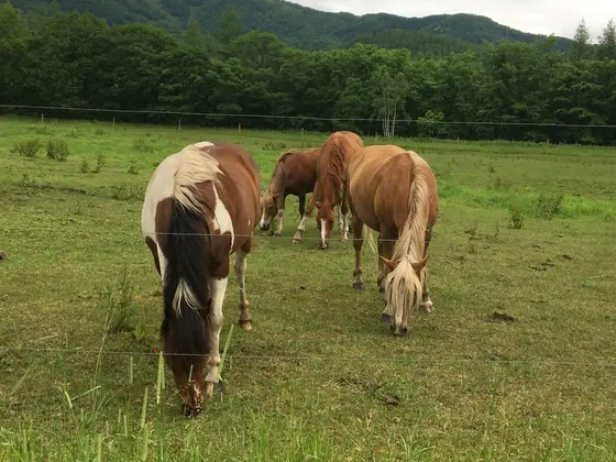自由な馬