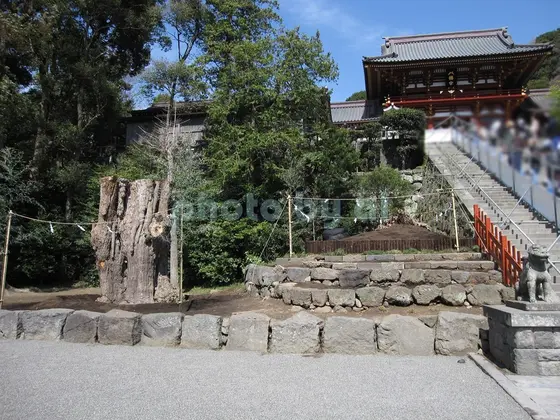 大銀杏の倒伏