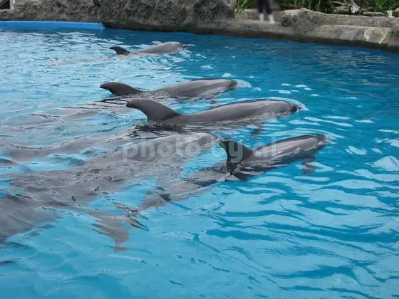 イルカの海(1)