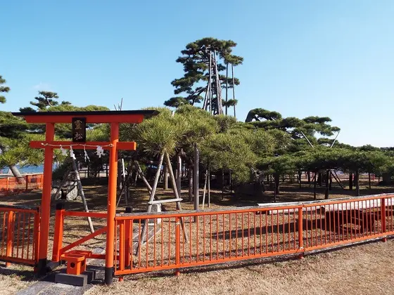 唐崎神社の霊松