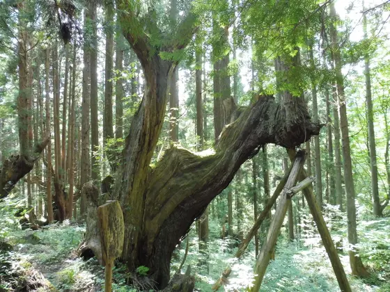 ”雲揚羽”の株杉は…？