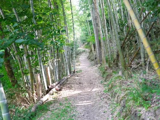 山道を登ります