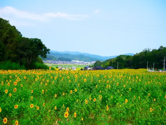 広いひまわり畑