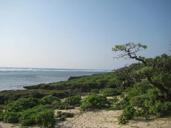 すぐに海が見えてくる。