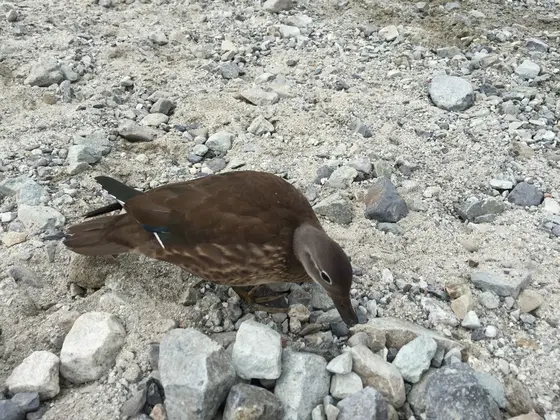 大正池
