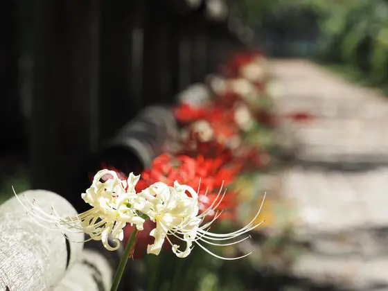 「紅白の曼珠沙華」･････イイこと有るかも