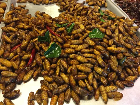 む、む、虫食べるの？！
