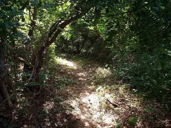 秘湯への道