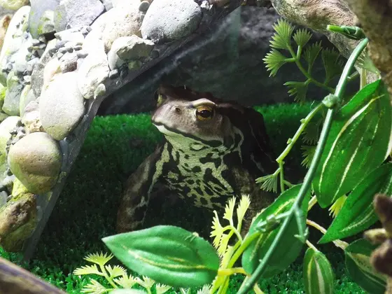 アズマヒキガエル