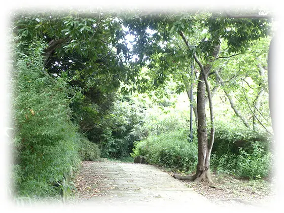 園内も歩きやすい