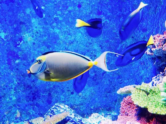 美しい魚たち