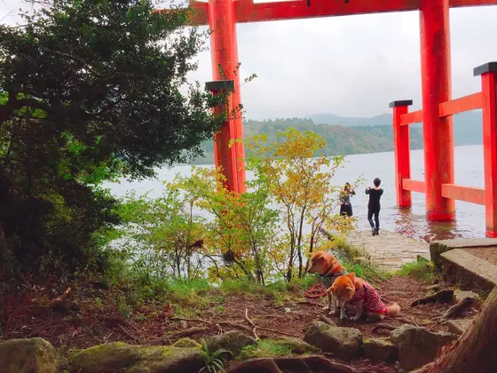 かわいいワンちゃんに遭遇！