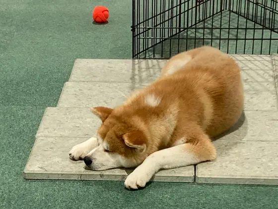 秋田犬に会えちゃいます🐕