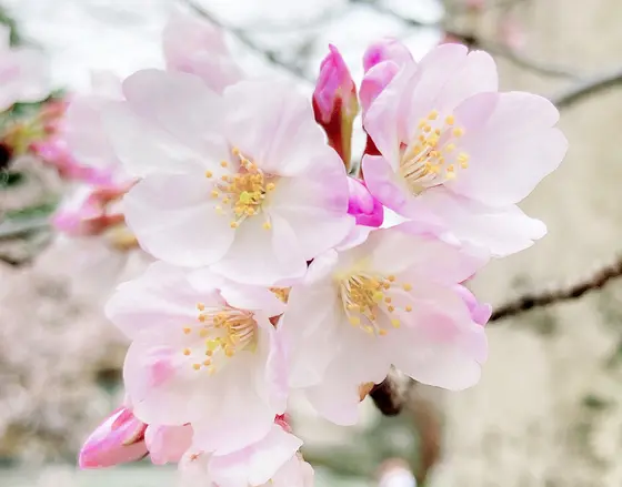 かわいらしい薄いピンクの花弁