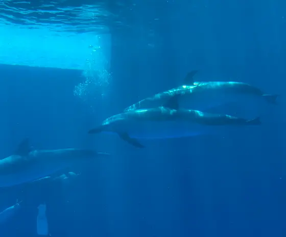 イルカの泳ぐ姿に癒される🐬