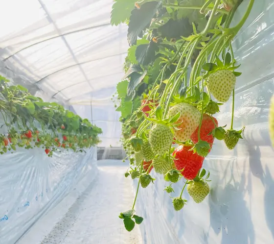 高設栽培なので楽チ～ン💗