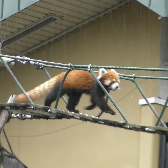 レッサーパンダの橋渡り