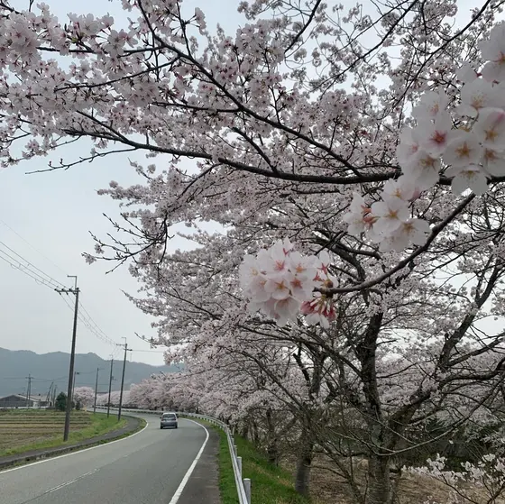 桜通り