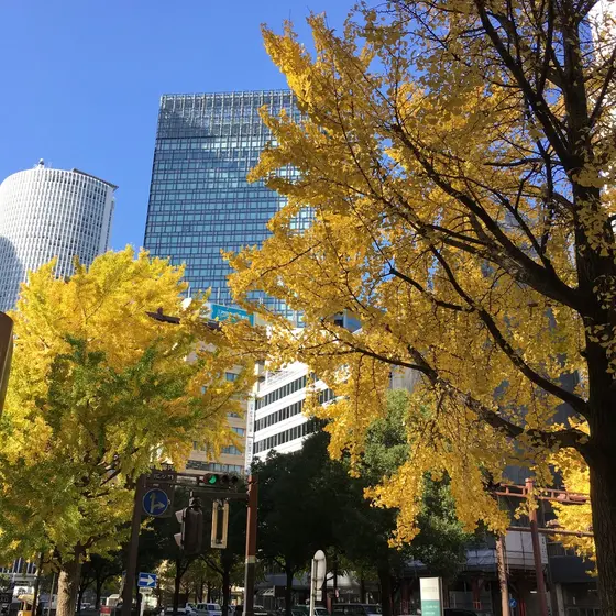 名古屋駅前のイチョウ並木