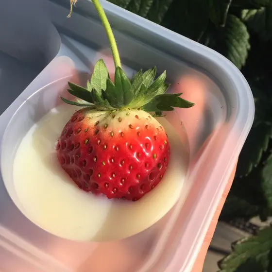 いちご狩り
