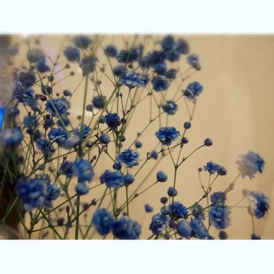 青いかすみ草♡