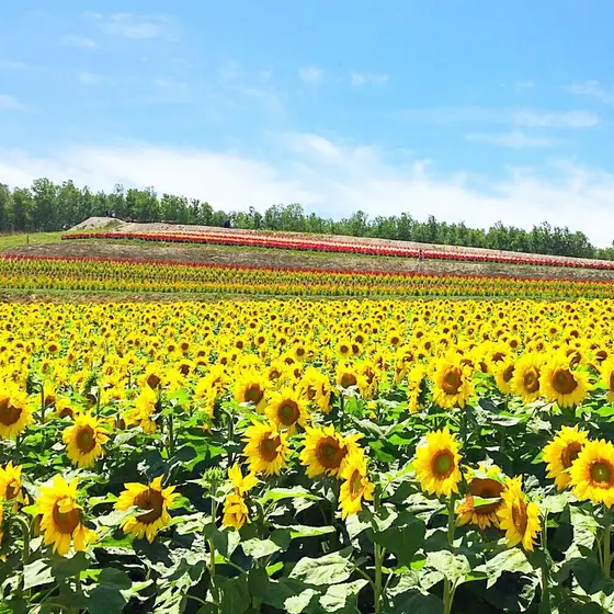 果てしなく続く、ひまわり畑🌻