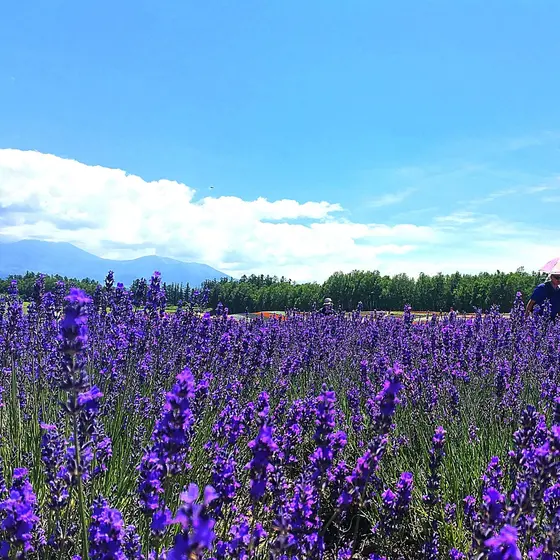北海道といえば、ラベンダー！