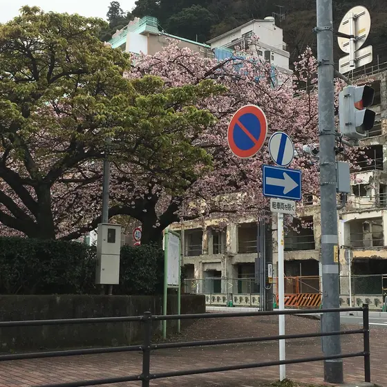 咲き始め