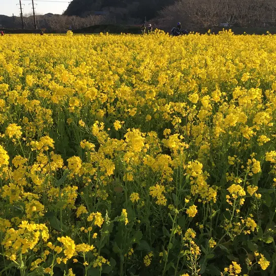 菜の花畑に侵入中…