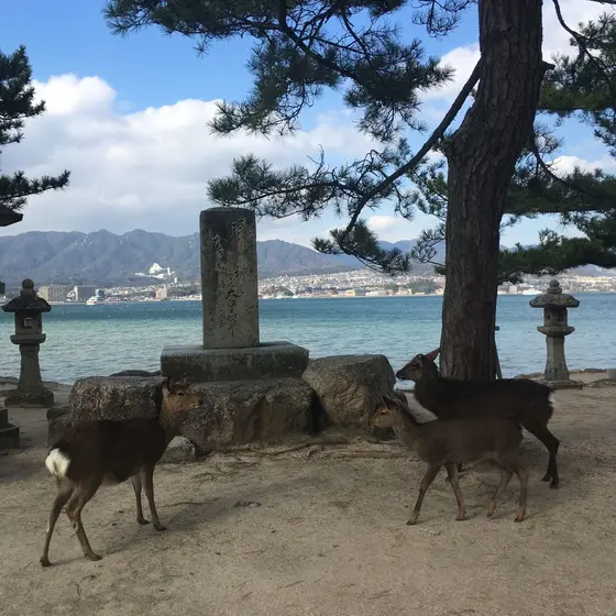 鹿もいました🦌