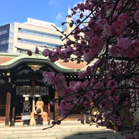 近くの三宮神社は紅白梅が❁