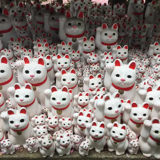招き猫が いっぱい‼︎