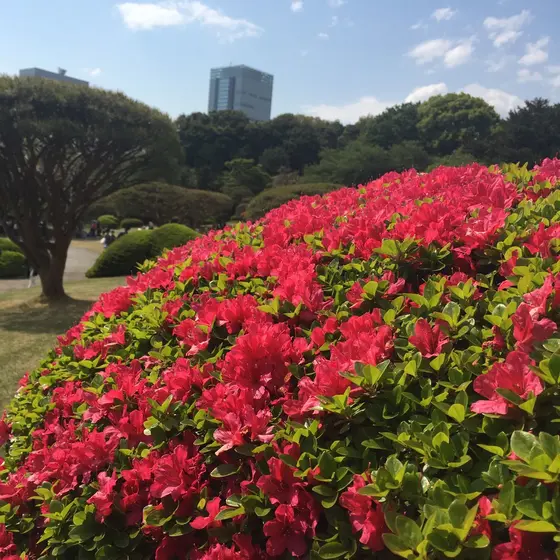 芝桜