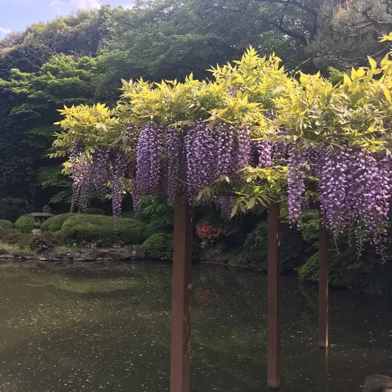 藤の花きれい✨