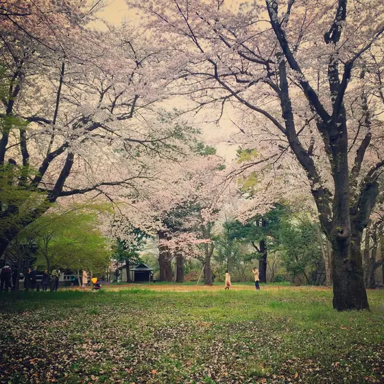 境内の様子(春)
