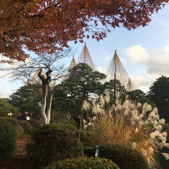 唐崎松と紅葉、ススキ🌾