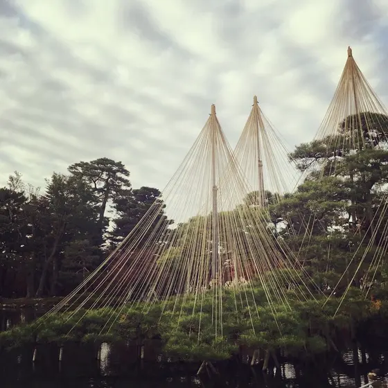 唐崎松