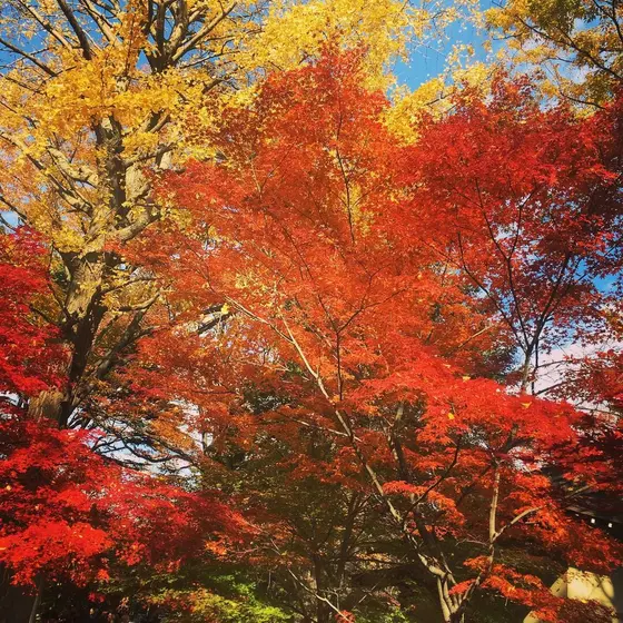 紅葉めちゃくちゃキレイです！