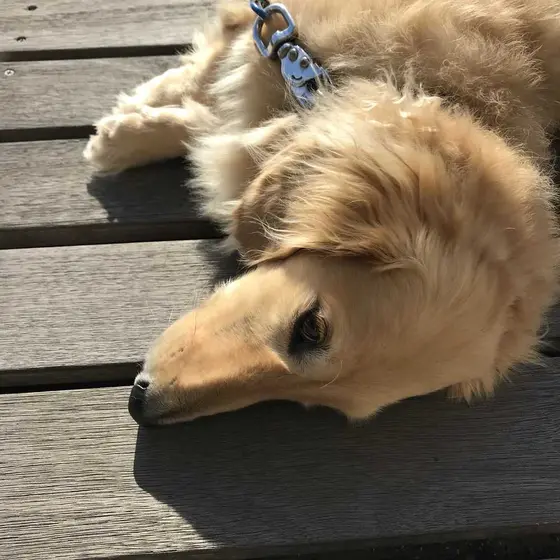 やすらぎの里アイドル🐶そらくん