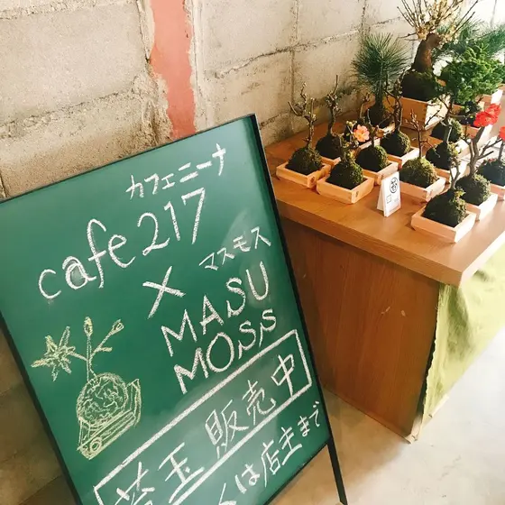 苔玉販売