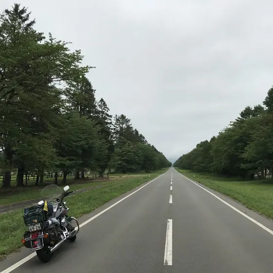 二十間道路 桜並木