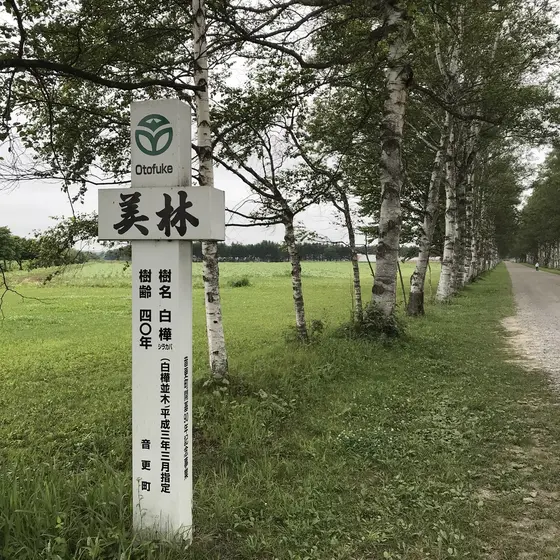 白樺並木道