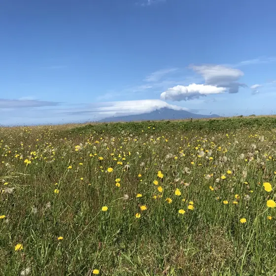サロベツ原野のお花畑