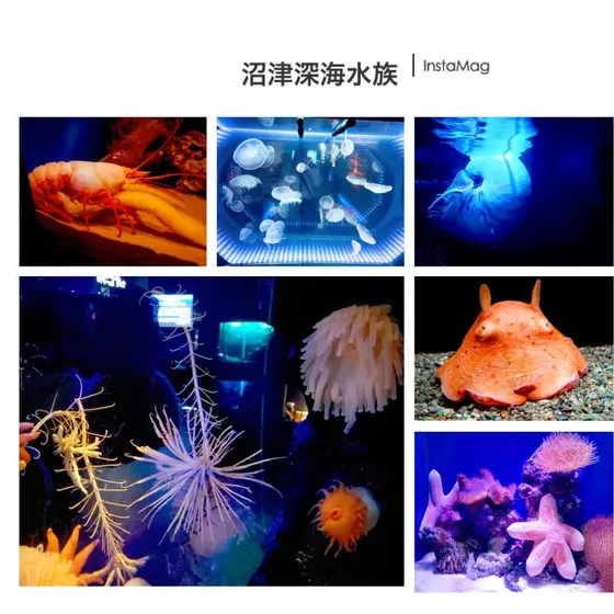 深海生物