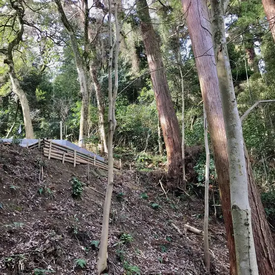 裏に広がる森には
