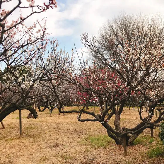 梅が満開