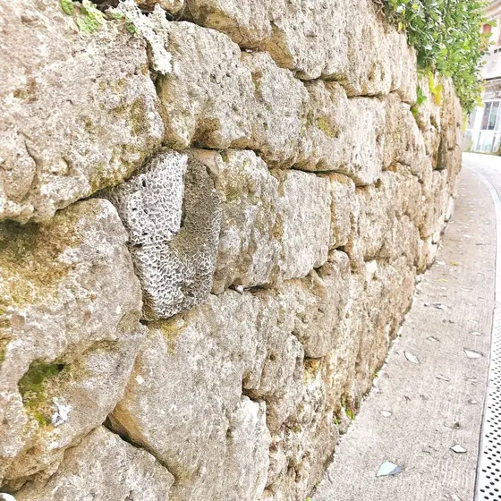 石垣の中にはサンゴも！