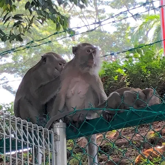 え、猿もいるの？